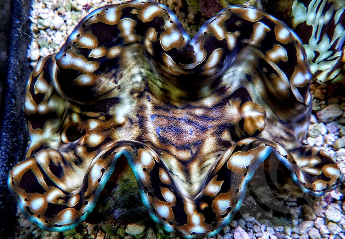 Ultra Squamosa Cultured Clam