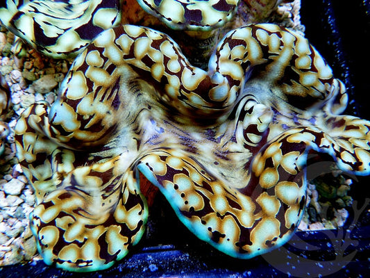 Ultra Squamosa Cultured Clam