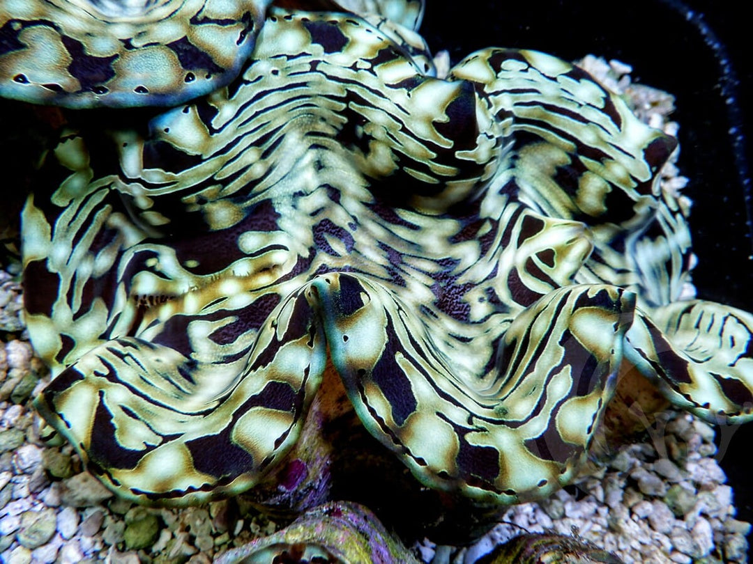 Ultra Squamosa Cultured Clam