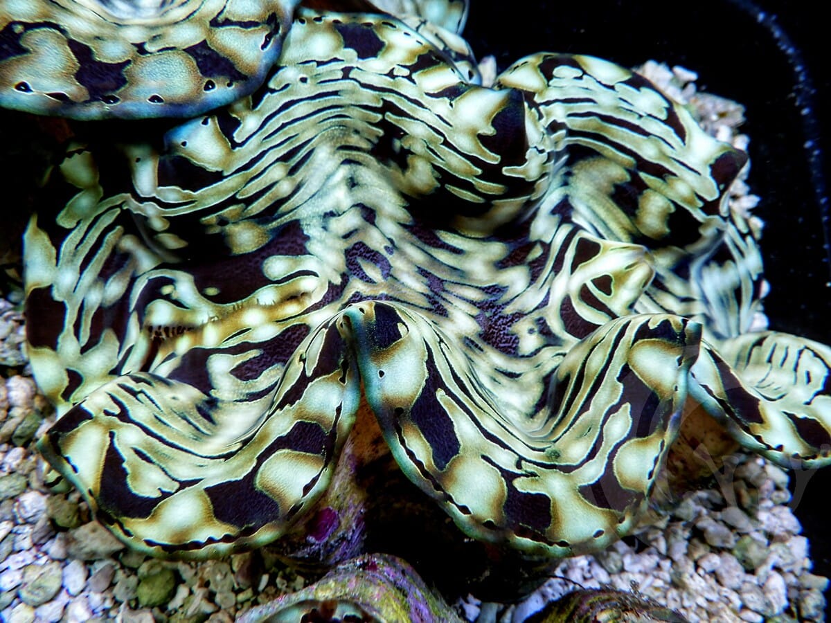 Ultra Squamosa Cultured Clam