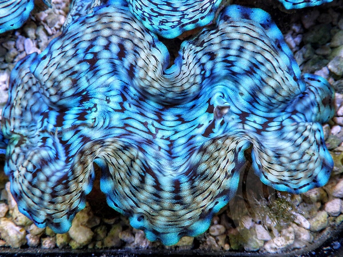 Ultra Squamosa Cultured Clam