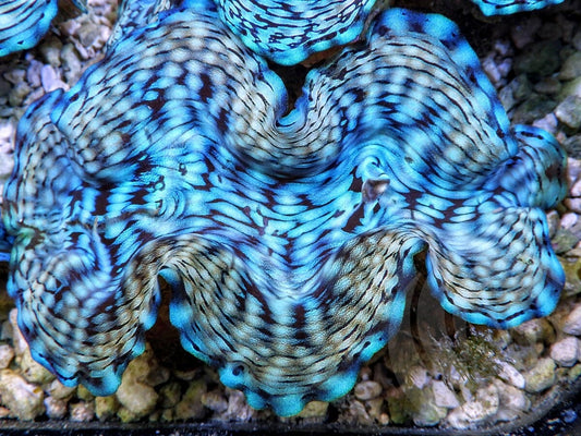 Ultra Squamosa Cultured Clam