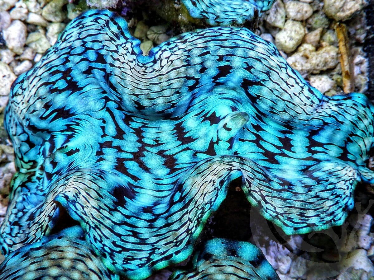 Ultra Squamosa Cultured Clam