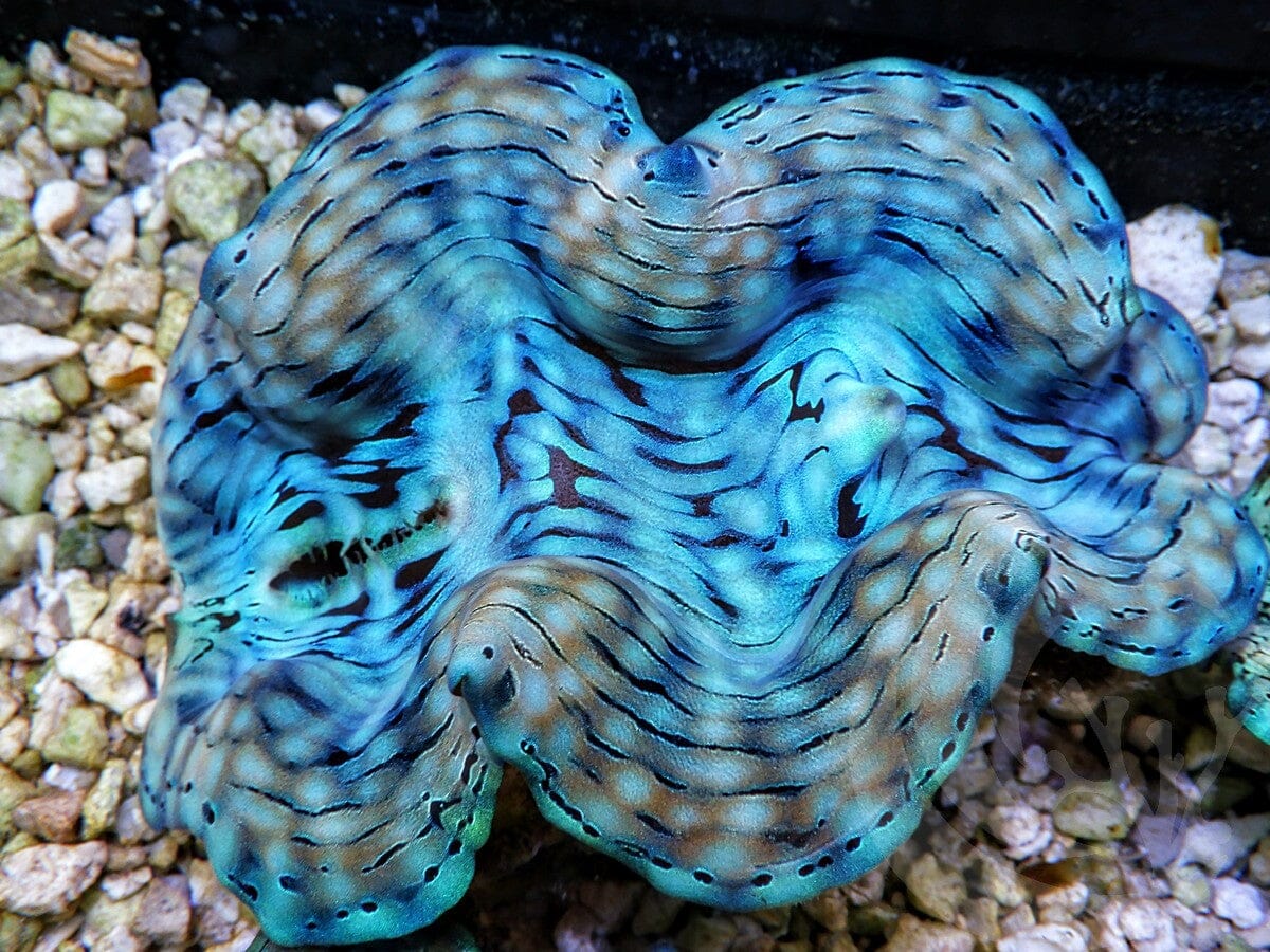 Ultra Squamosa Cultured Clam