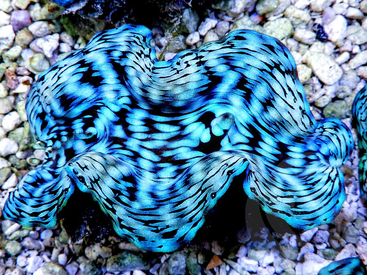 Ultra Squamosa Cultured Clam