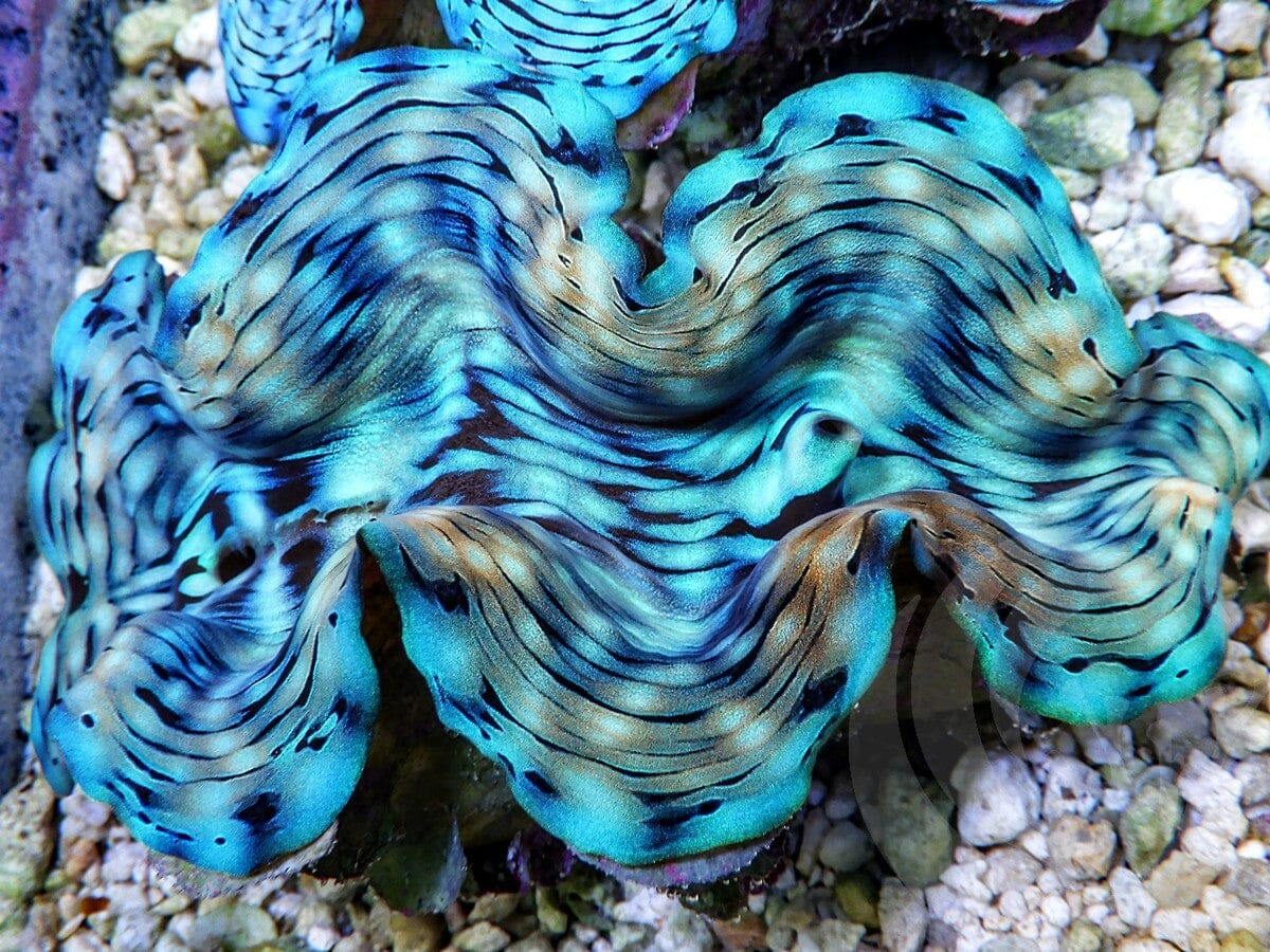 Ultra Squamosa Cultured Clam