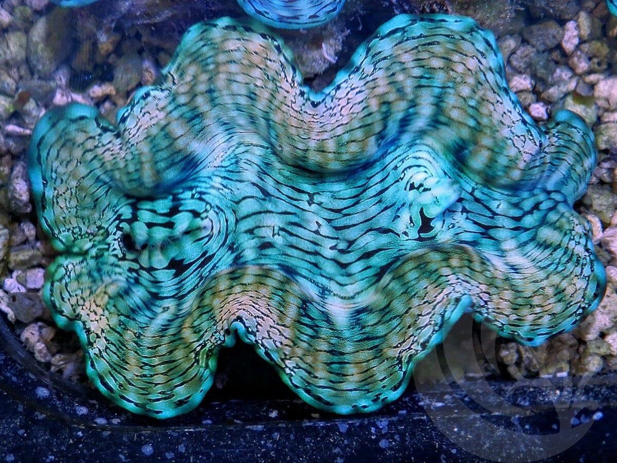 Ultra Squamosa Cultured Clam