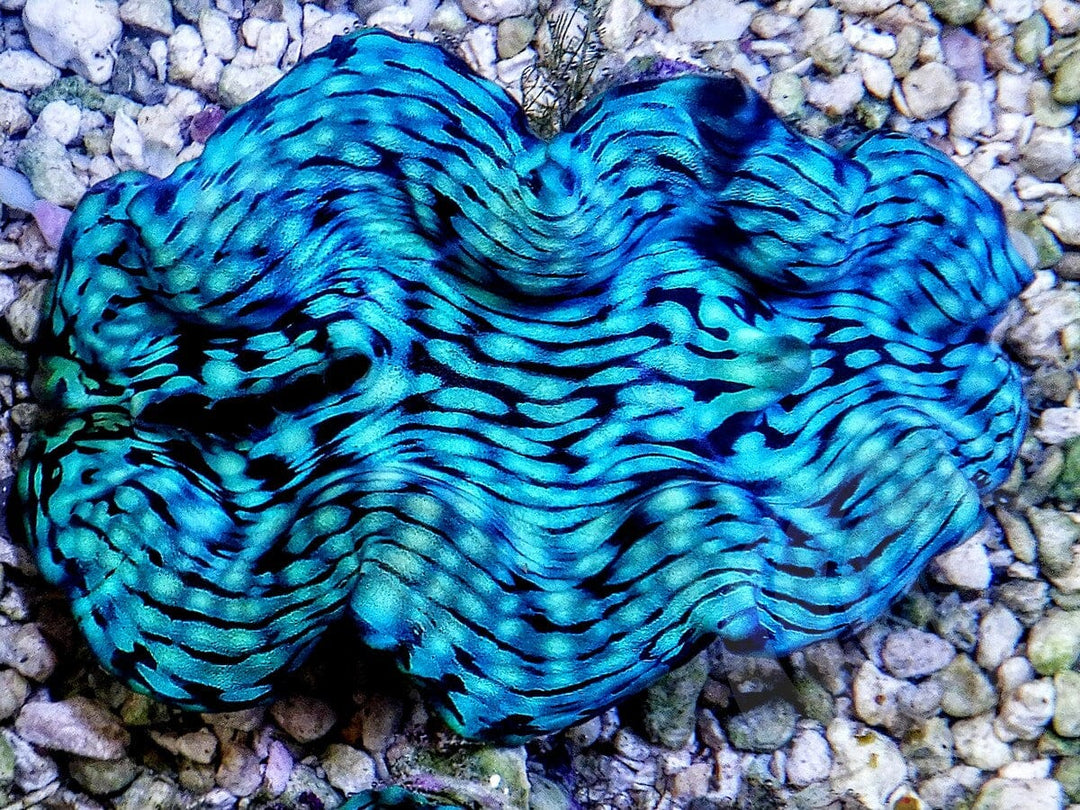 Ultra Squamosa Cultured Clam