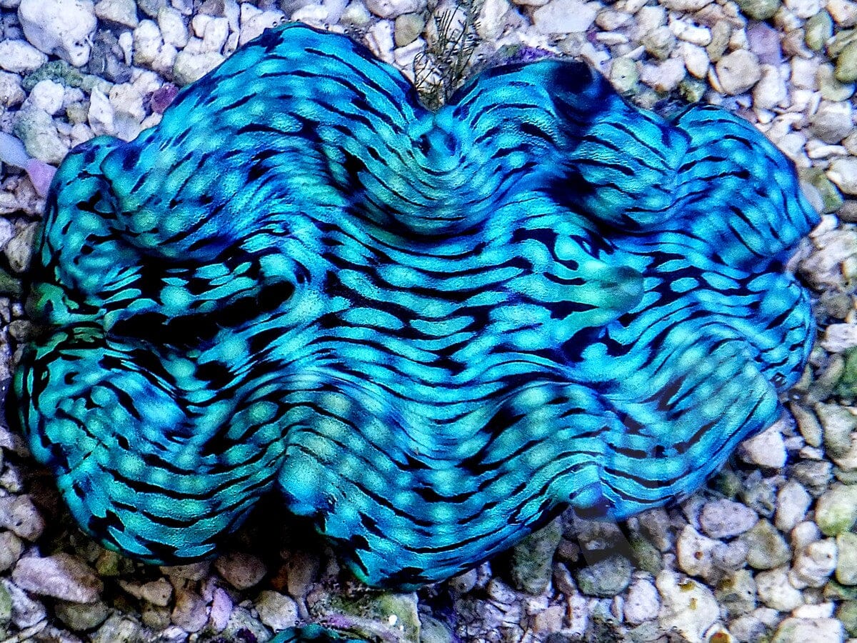 Ultra Squamosa Cultured Clam
