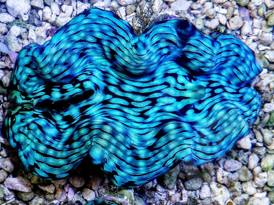 Ultra Squamosa Cultured Clam