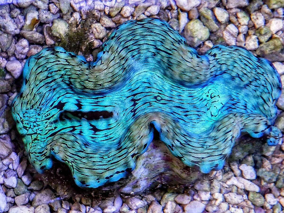 Ultra Squamosa Cultured Clam