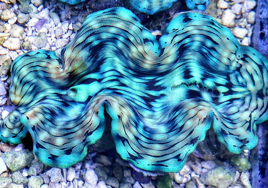 Ultra Squamosa Cultured Clam