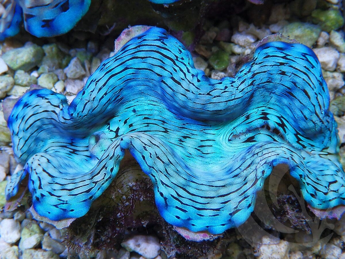 Ultra Squamosa Cultured Clam