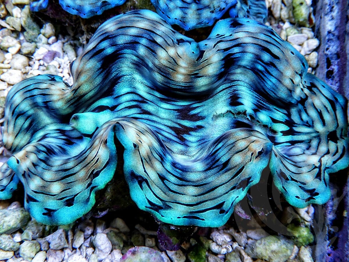 Ultra Squamosa Cultured Clam