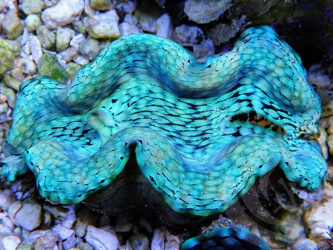 Ultra Squamosa Cultured Clam