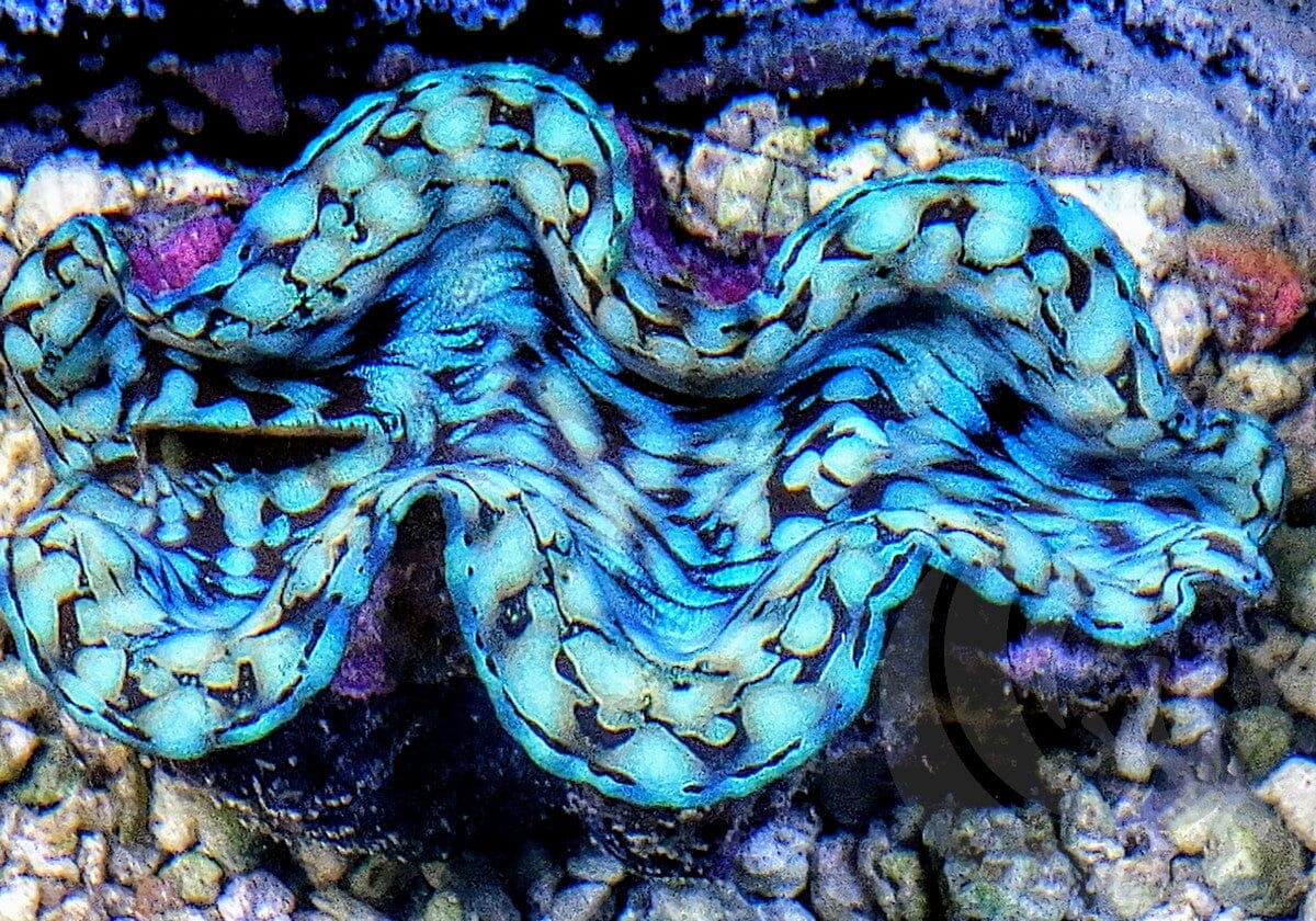 Ultra Squamosa Cultured Clam