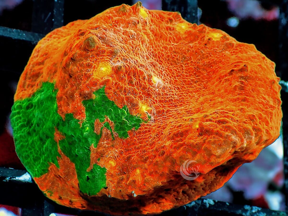 Green Streaked Orange Chalice