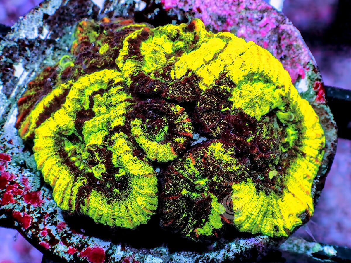 Glowing Pleiastrea