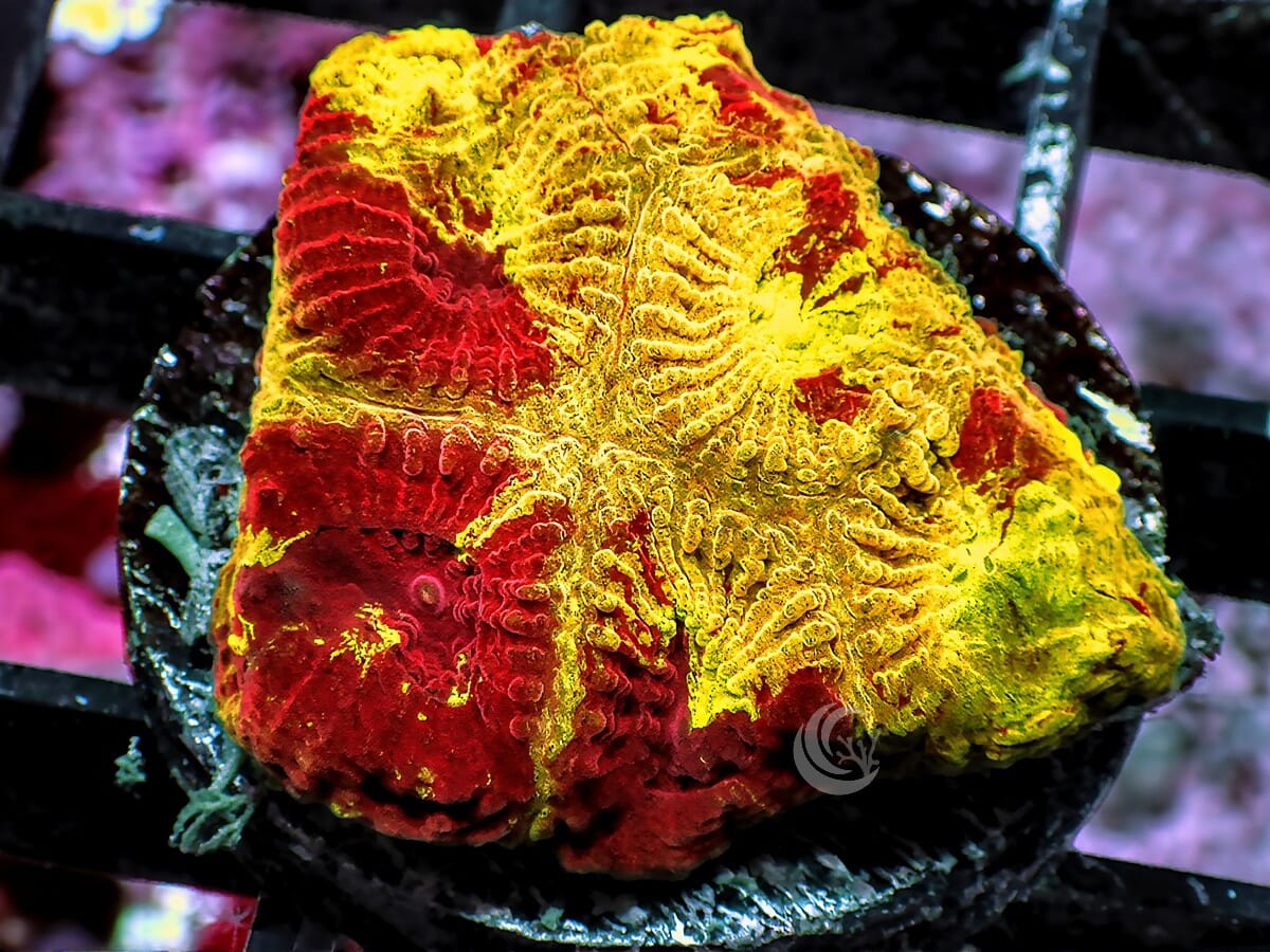 Blood Splattered Gold Favia