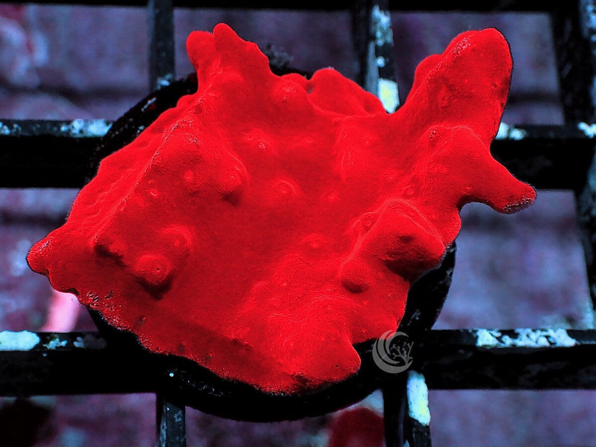 Red Hot Montipora setosa