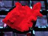 Red Hot Montipora setosa