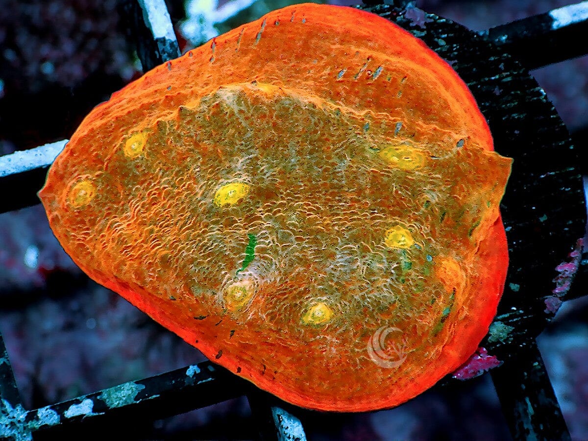 Fire rim Orange Chalice