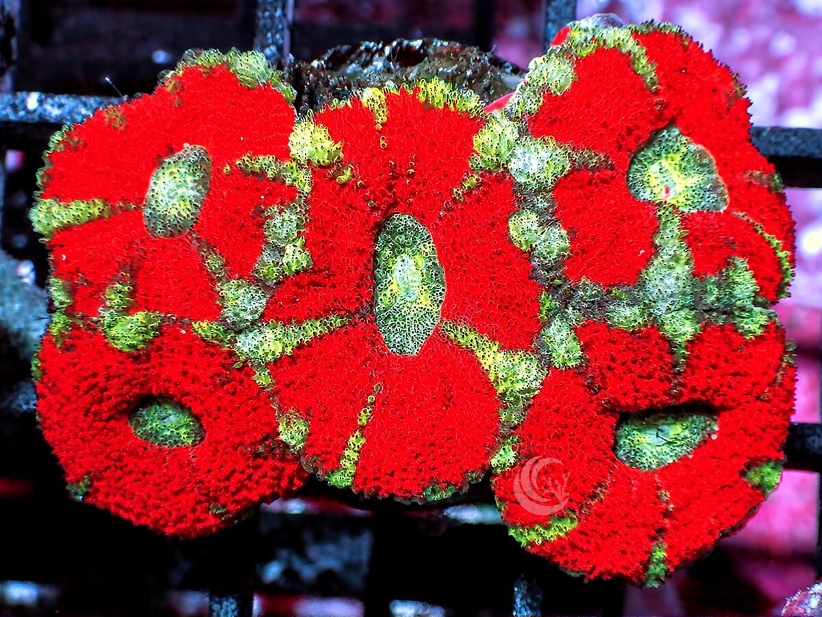 Ultra Acan lordhowensis