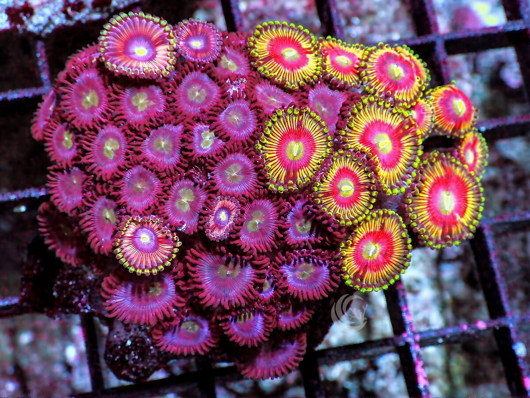 Combo Ultra Zoanthids