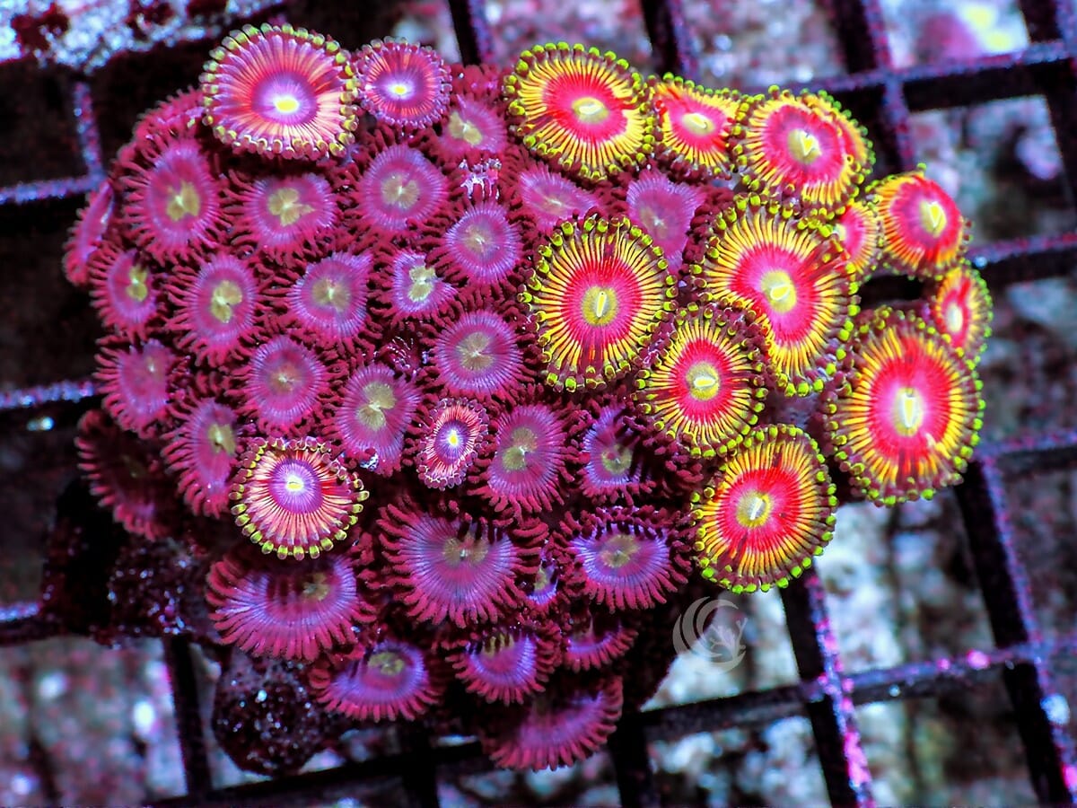 Combo Ultra Zoanthids