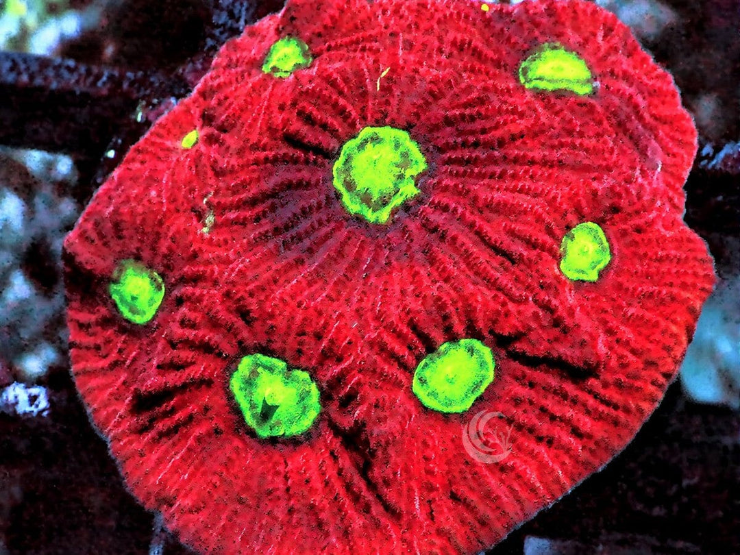 Alien Eye Favites