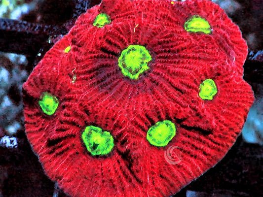 Alien Eye Favites