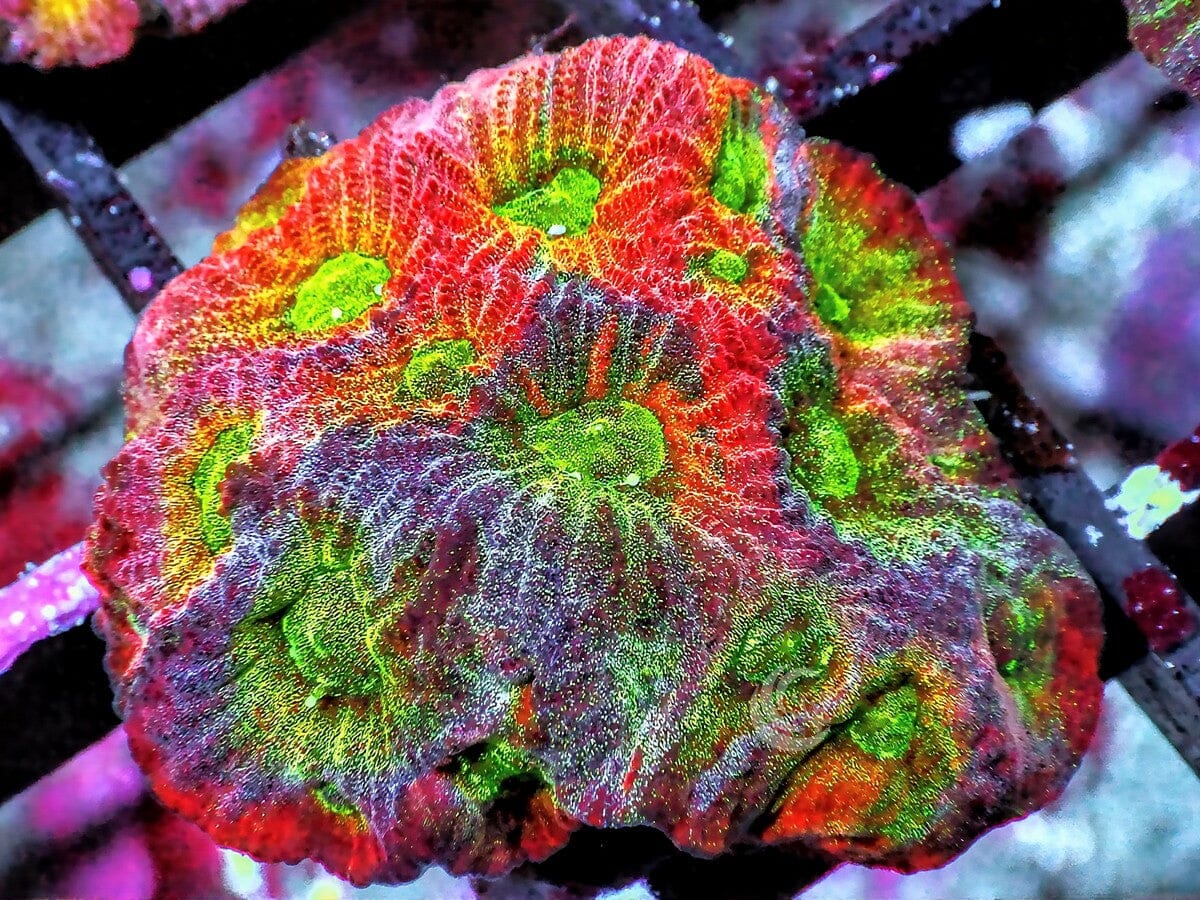 Rainbow Favites