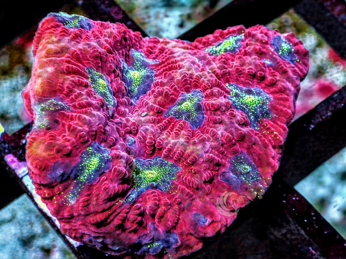 Ruby Gems Favites