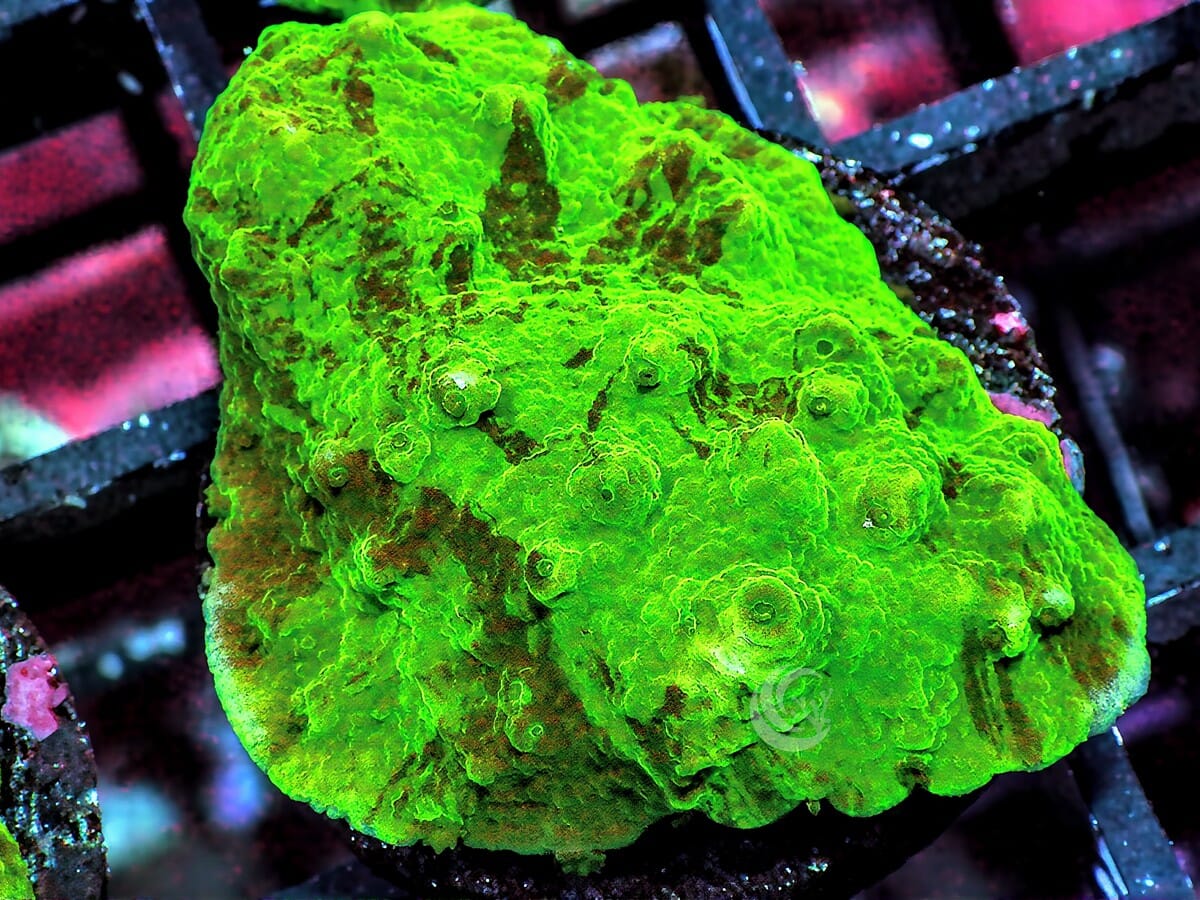 Splattered Astreopora