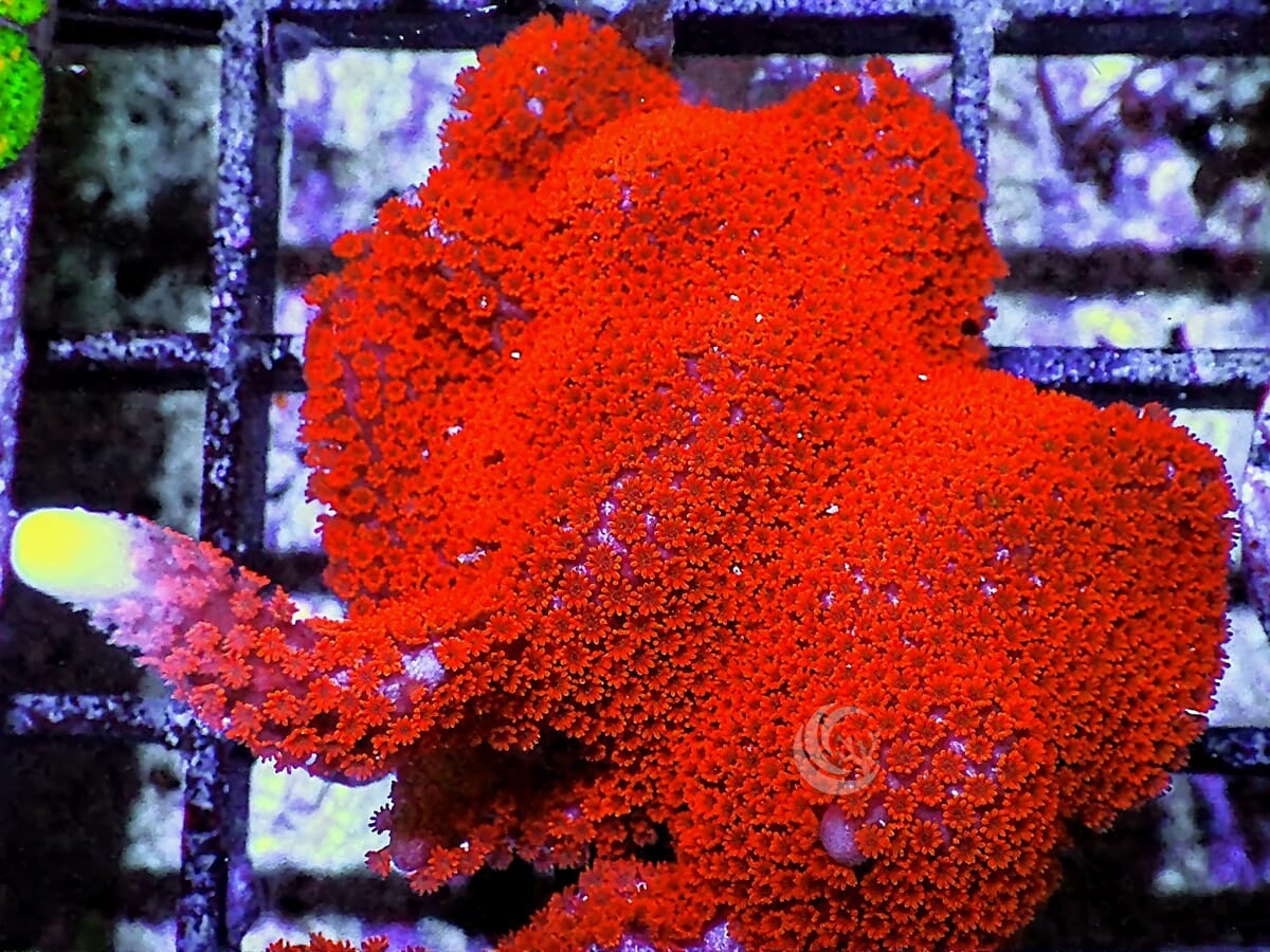 Forest Fire Branching Montipora