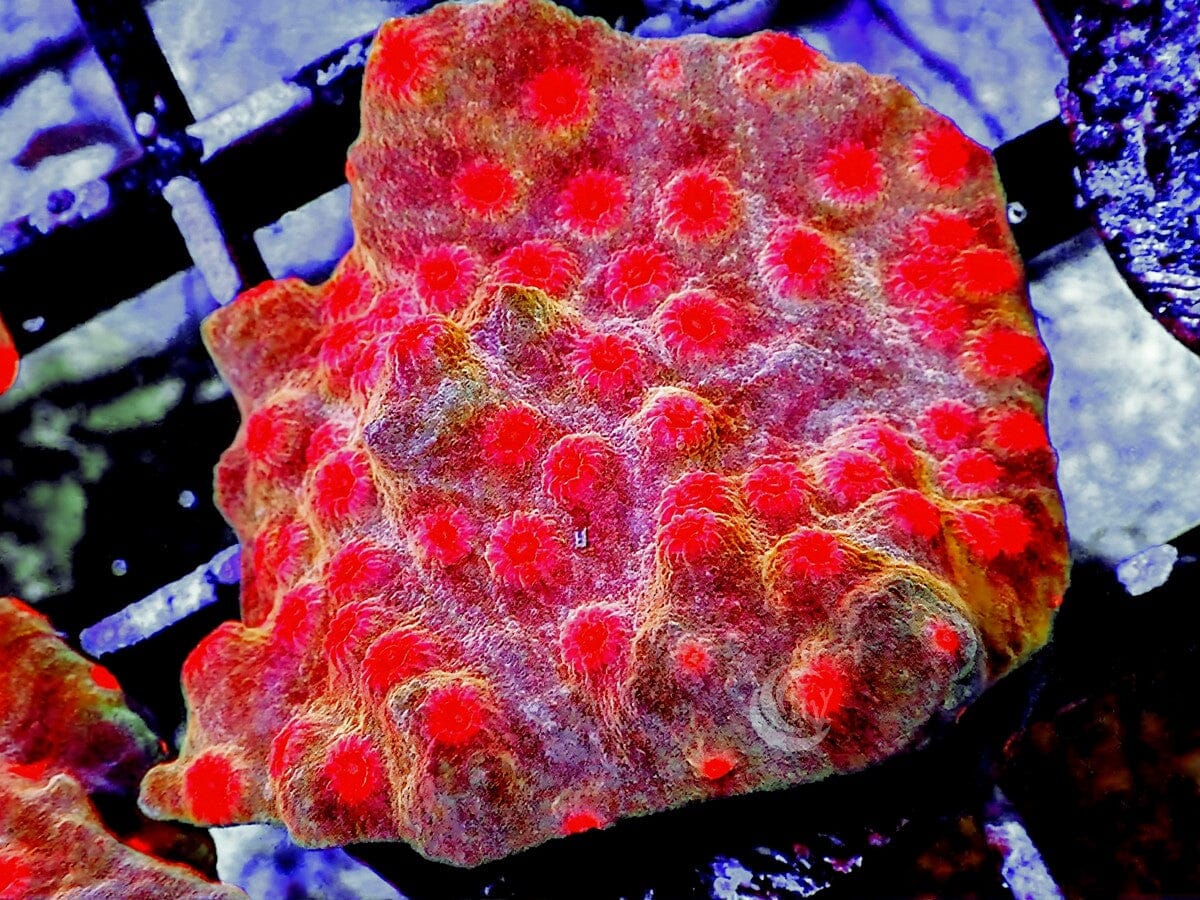 Cherry Drop Cyphastrea