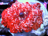 Frosted Red Discosoma Mushroom