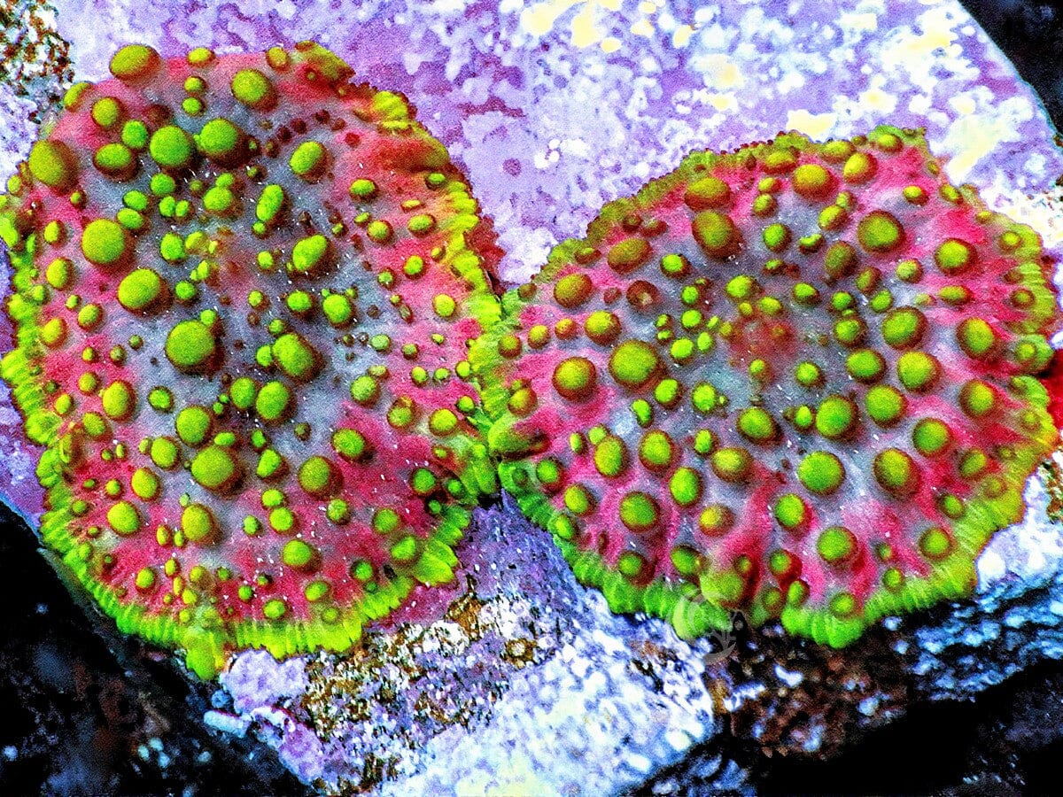 Lava Lamp Discosoma Mushroom