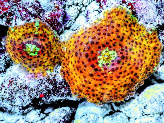 Spotted Orange Discosoma Mushrooms