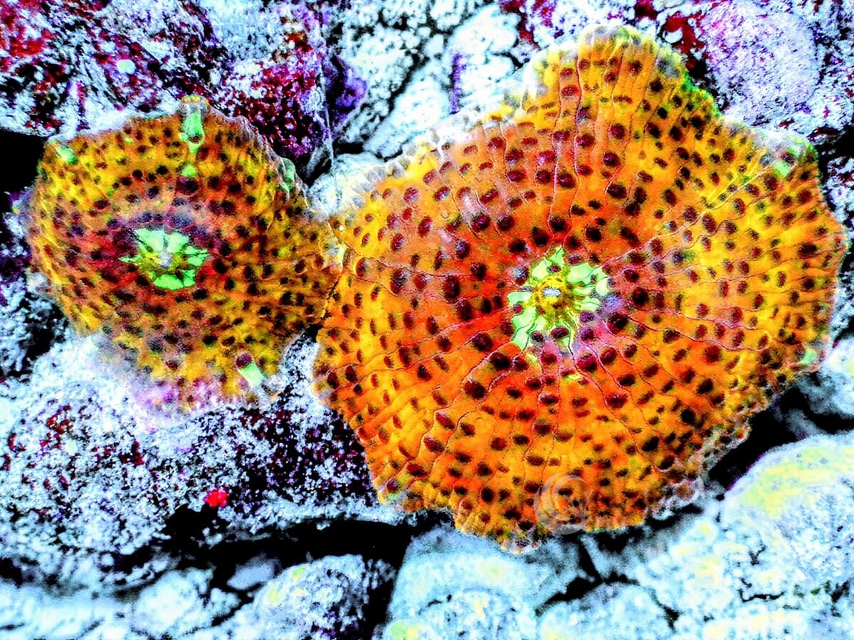 Spotted Orange Discosoma Mushrooms