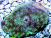 Blue-Green Discosoma Mushroom