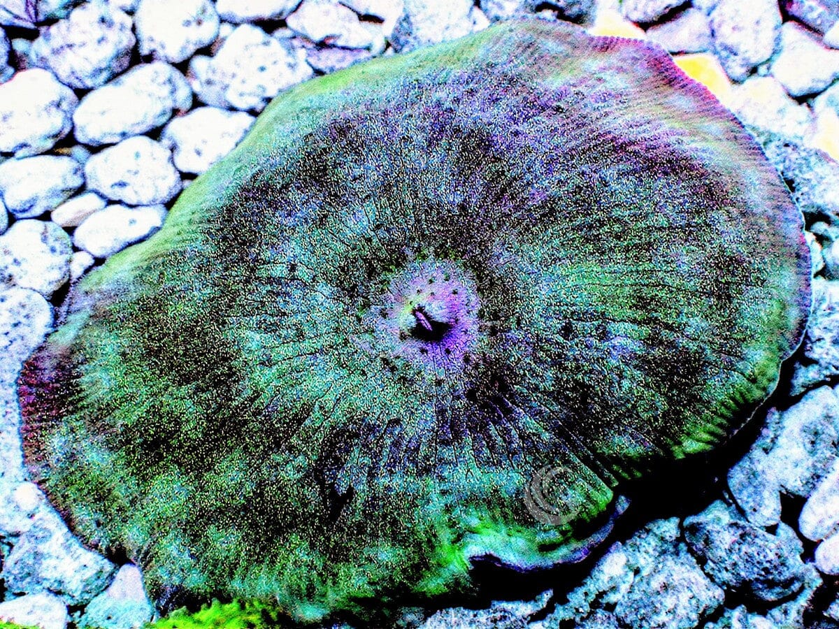 Blue-Green Discosoma Mushroom