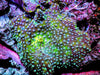 Spotted Discosoma Mushroom