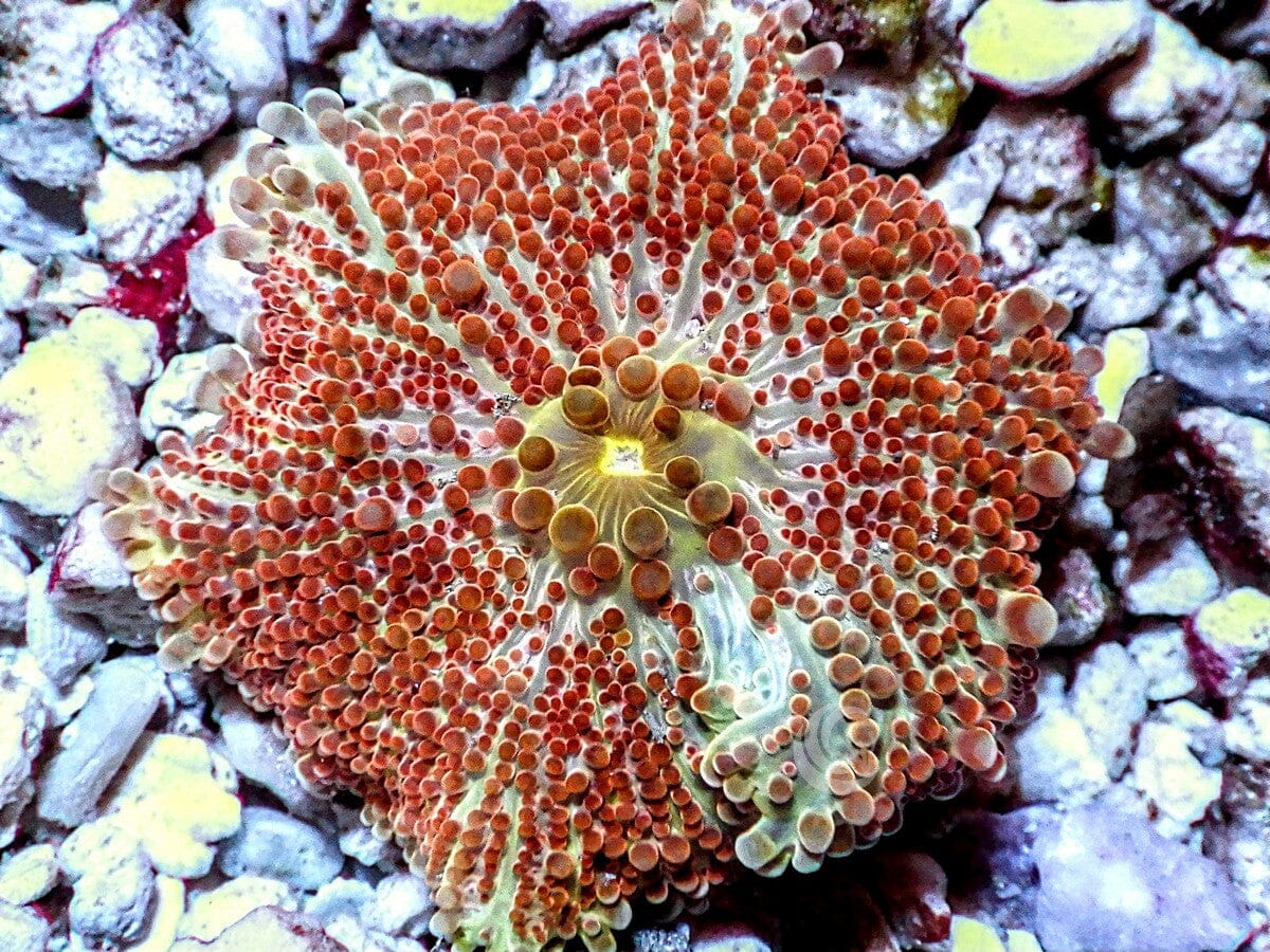 Rustic Bumpy Discosoma Mushroom