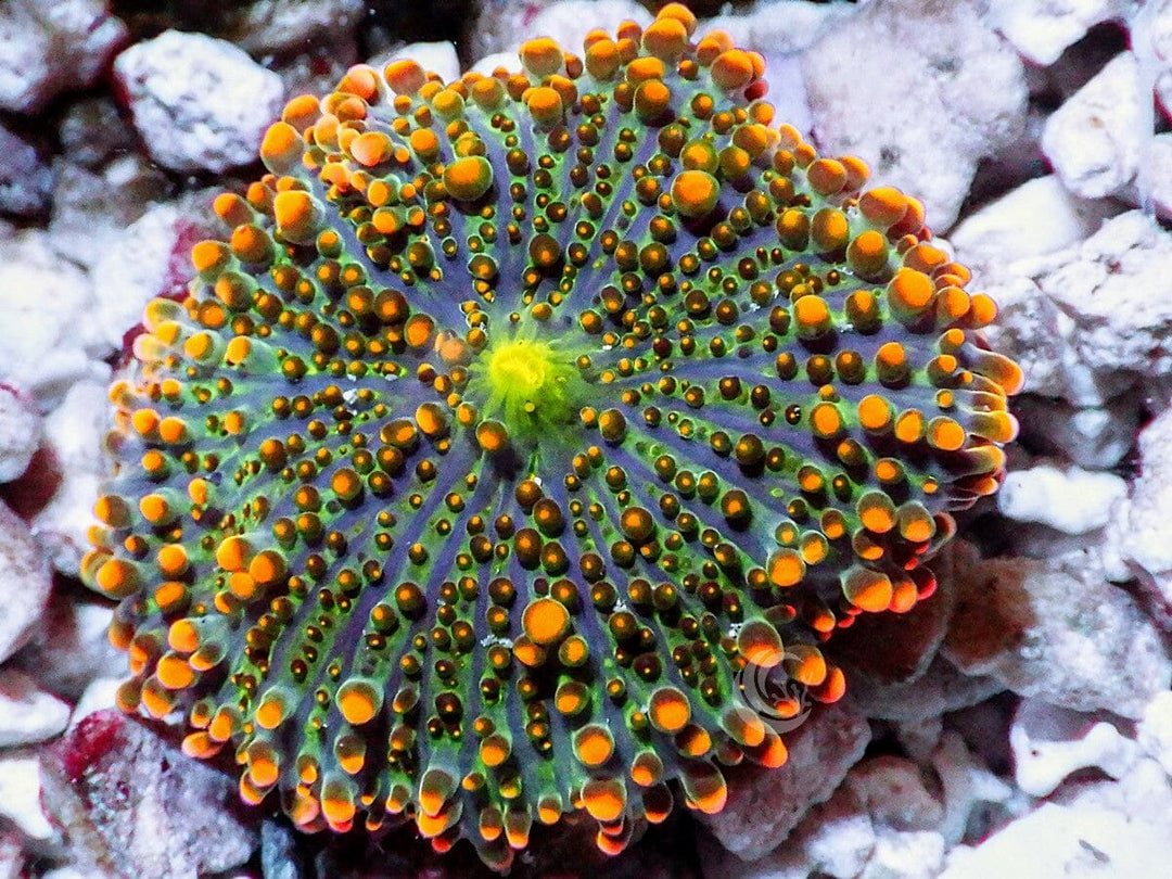Orange Ricordea yuma