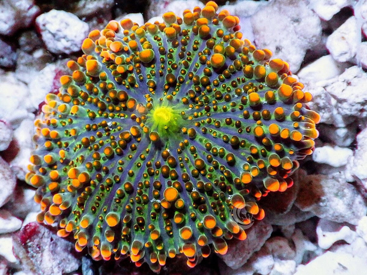 Orange Ricordea yuma