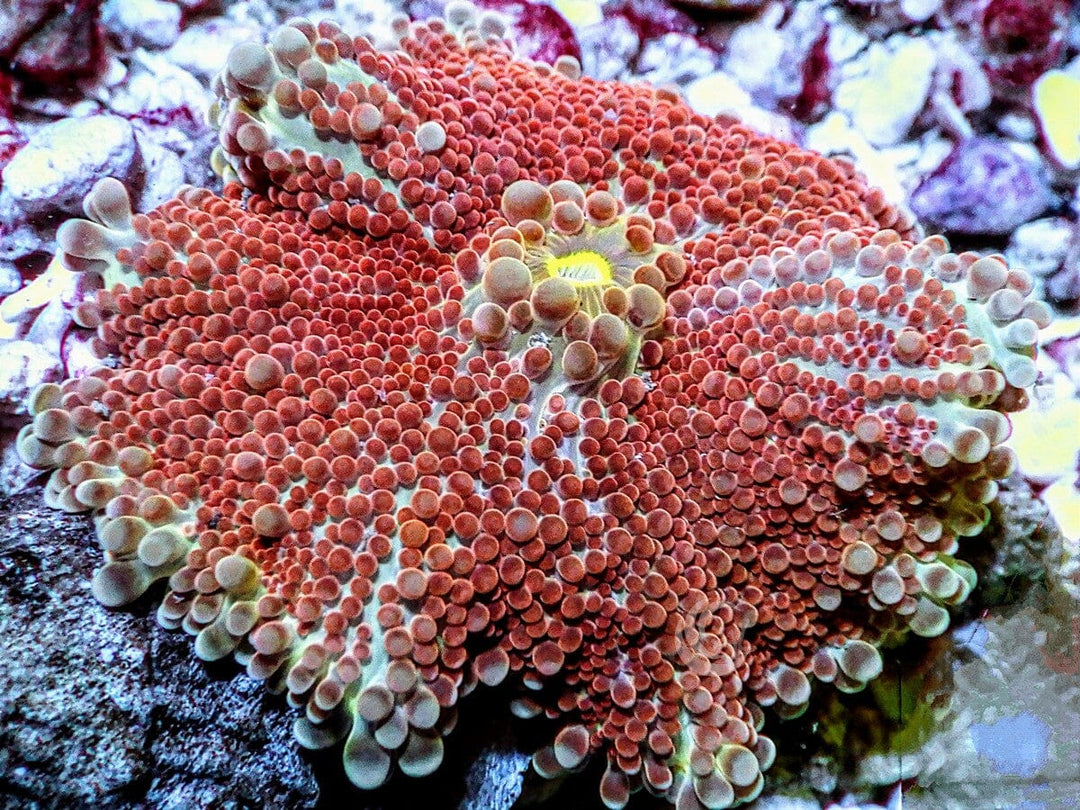 Rustic Bumpy Discosoma Mushroom