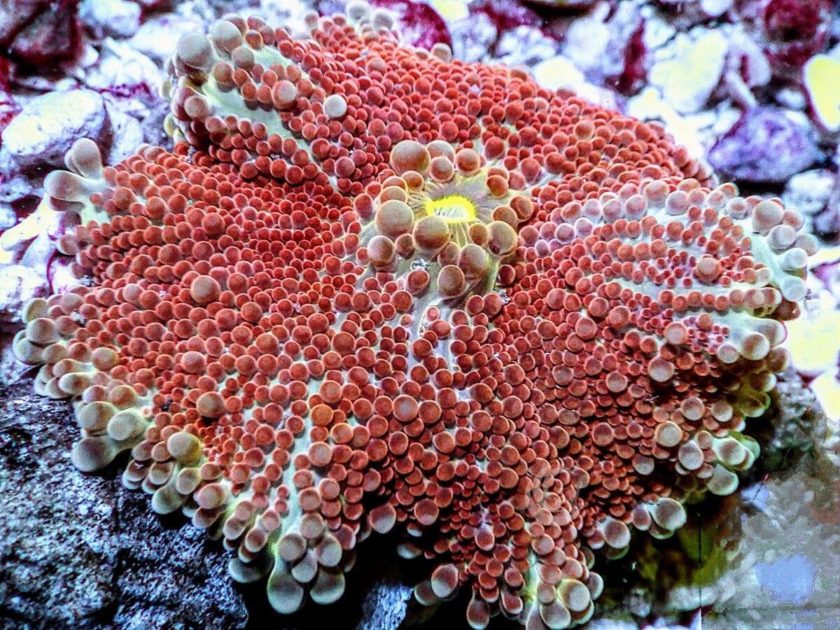 Rustic Bumpy Discosoma Mushroom