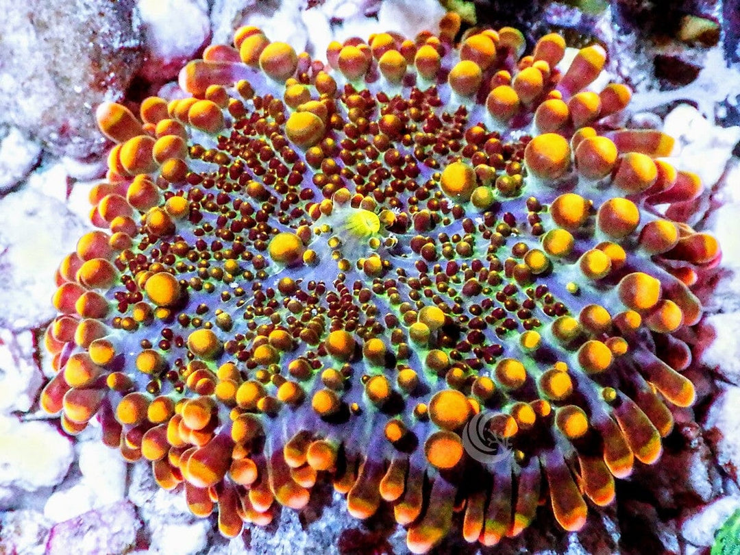 Orange Ricordea yuma