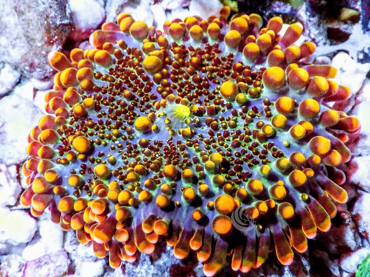 Orange Ricordea yuma